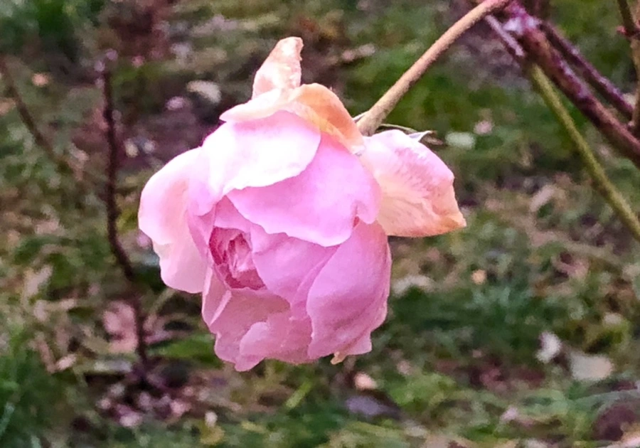 IMG_8235.jpg?type=w966