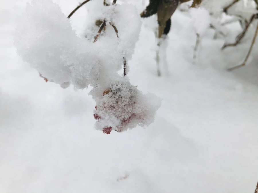 IMG_1059.jpg?type=w966