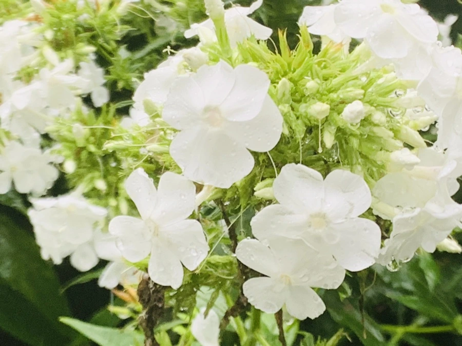 IMG_3846.jpg?type=w966