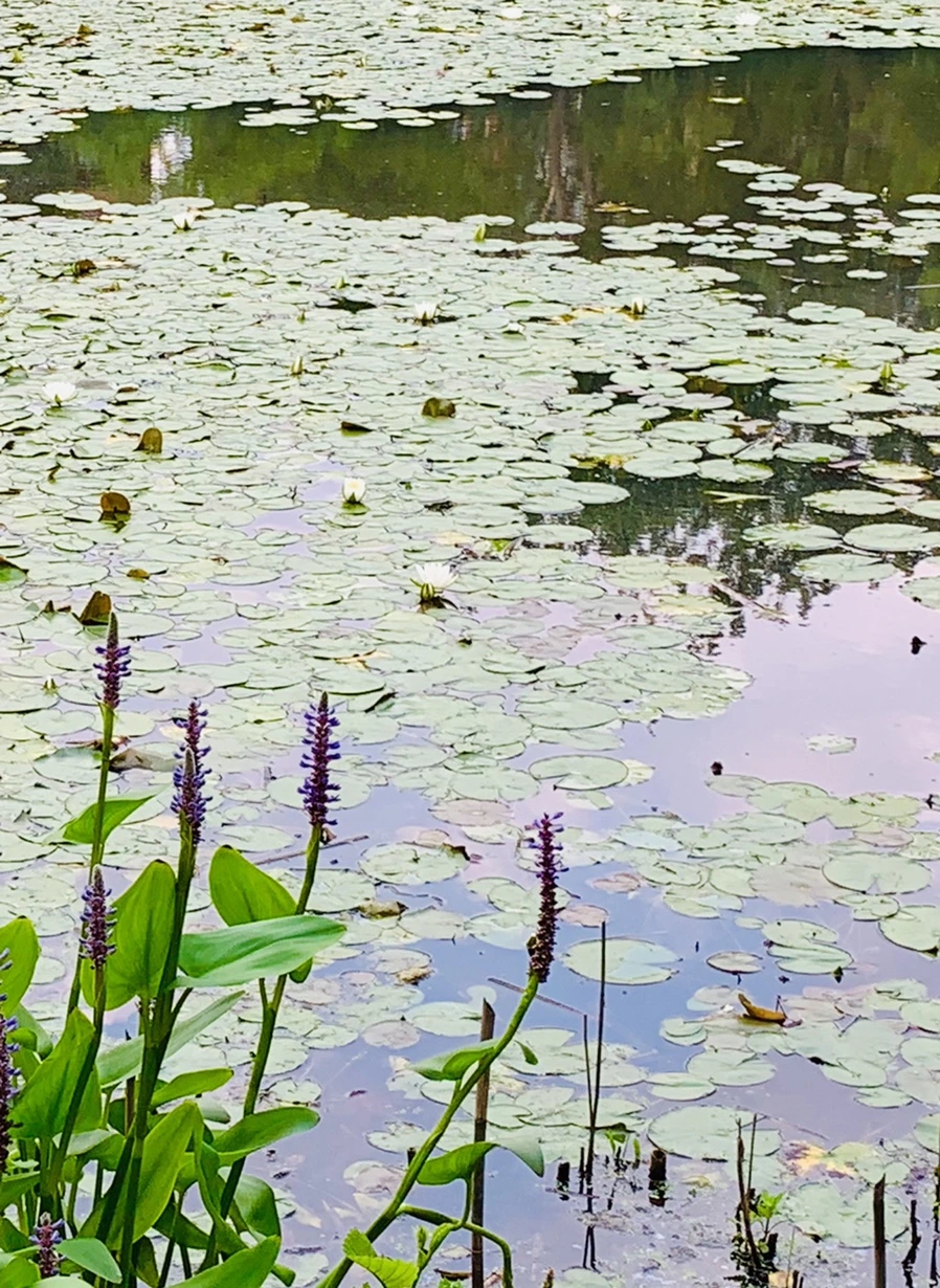 IMG_1491.jpg?type=w966