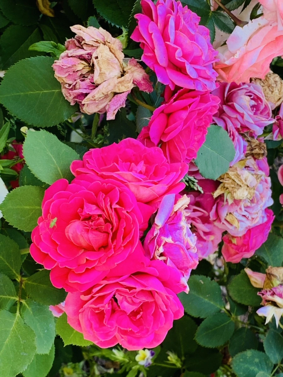 IMG_3084.jpg?type=w966