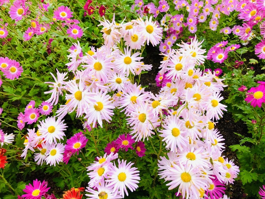 IMG_2557.jpg?type=w966