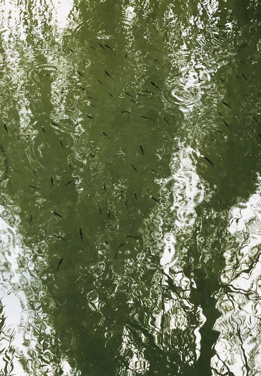 IMG_3082.jpg?type=w966