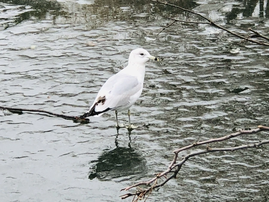 IMG_3150.jpg?type=w966