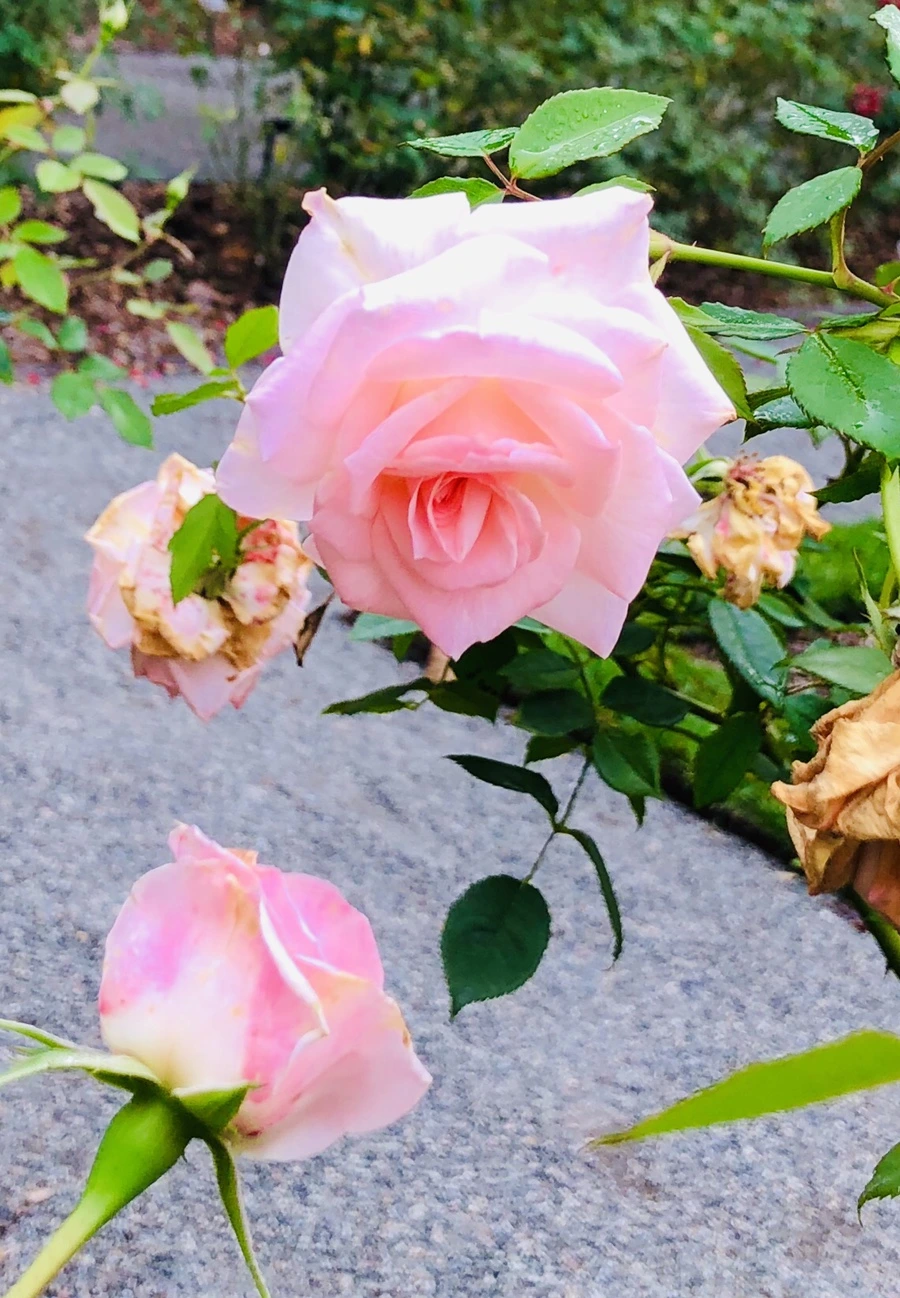 IMG_2236.jpg?type=w966