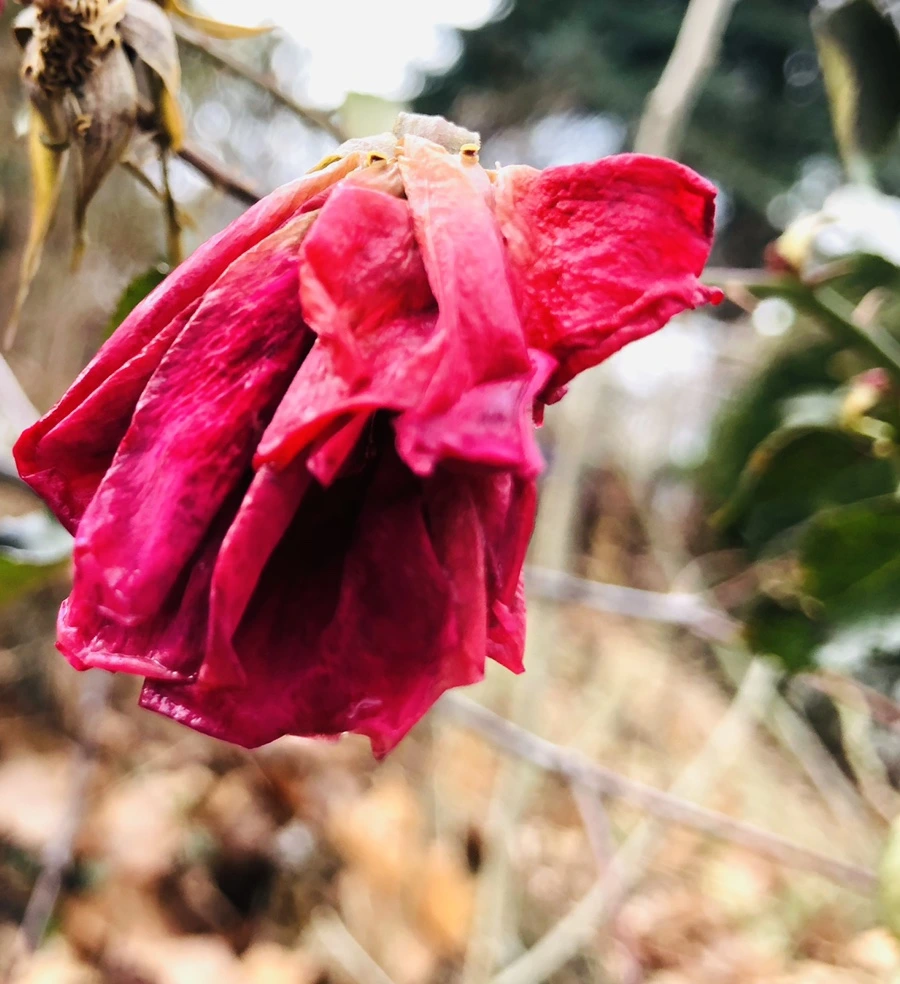 IMG_8753.jpg?type=w966