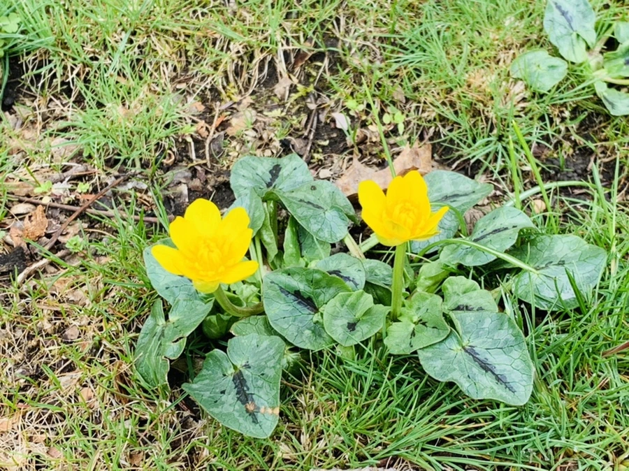 IMG_4059.jpg?type=w966