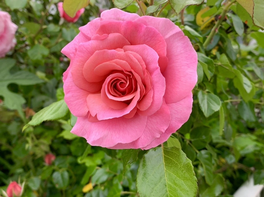 IMG_4875.jpg?type=w966