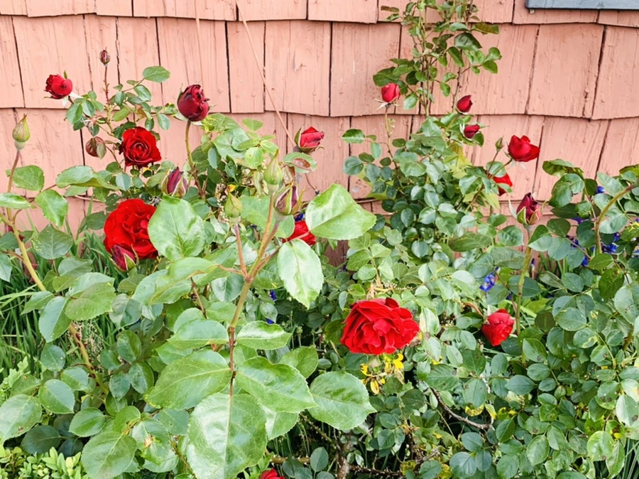 IMG_3398.jpg?type=w966