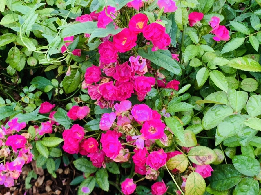 IMG_1006.jpg?type=w966