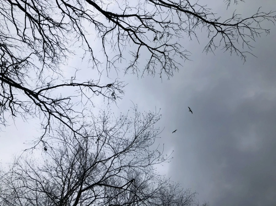 IMG_3448.jpg?type=w966