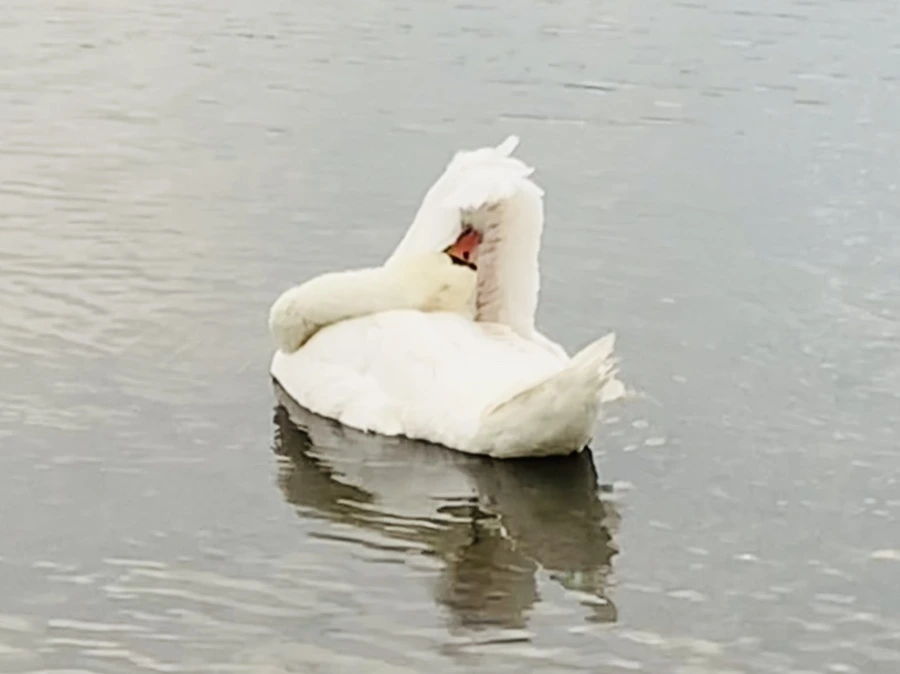 IMG_0349.jpg?type=w966