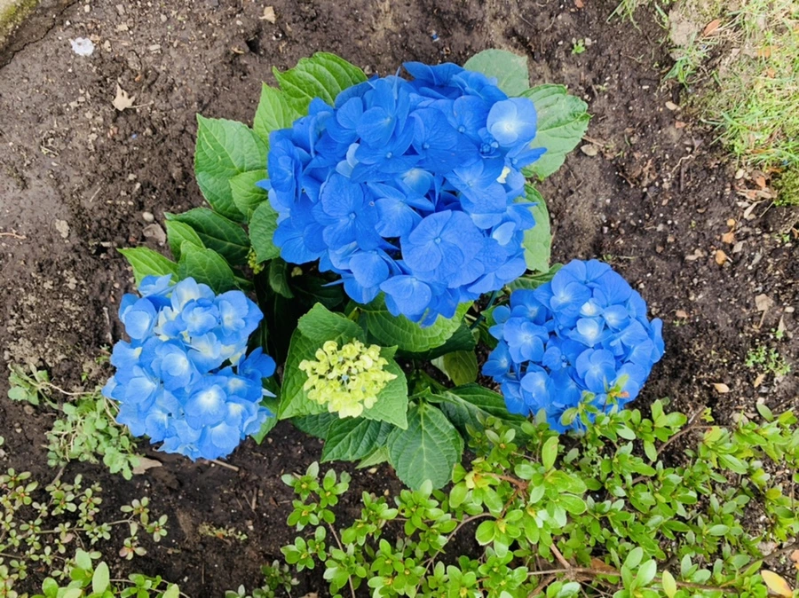 IMG_6001.jpg?type=w966