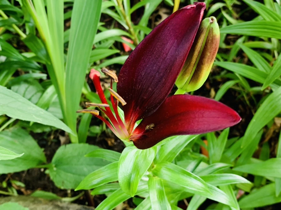 IMG_7301.jpg?type=w966