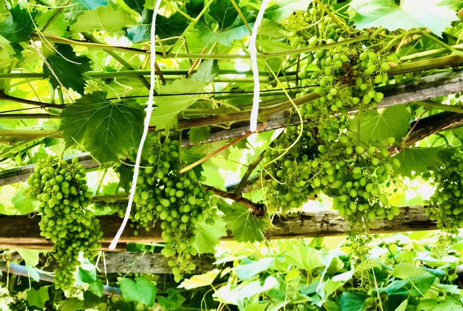 IMG_1144.jpg?type=w966