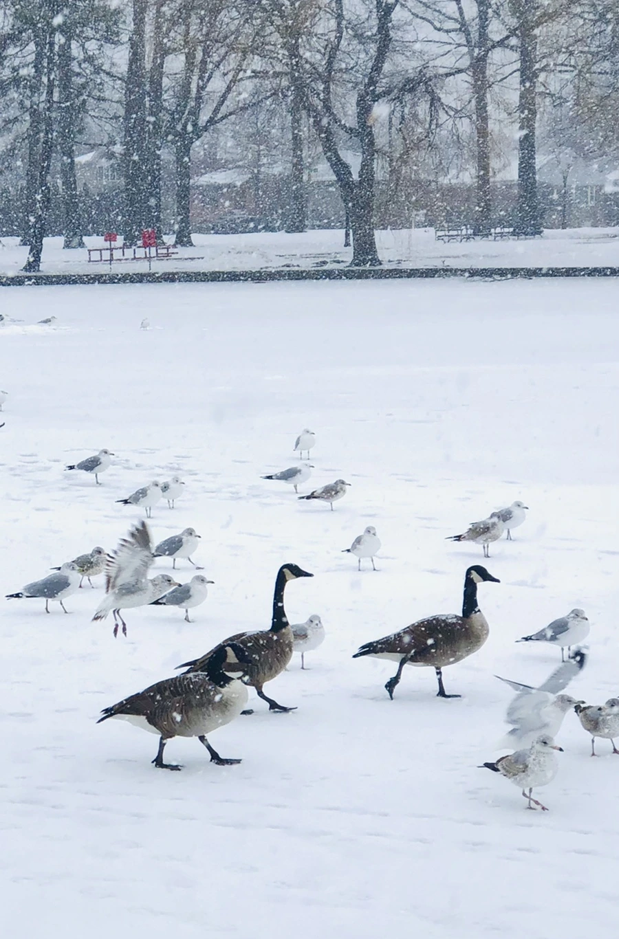 IMG_4041.jpg?type=w966