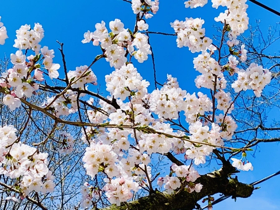 IMG_8345.jpg?type=w966