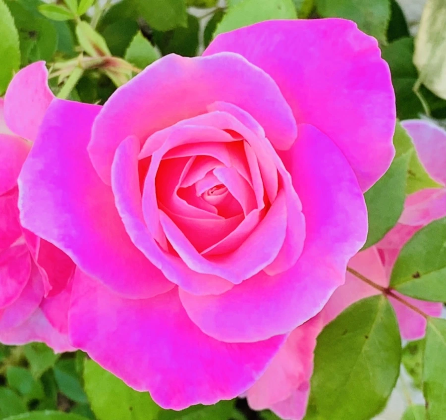 IMG_4630.jpg?type=w966