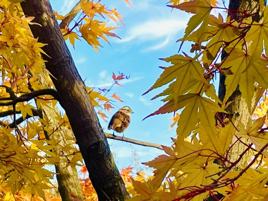 IMG_1033.jpg?type=w966