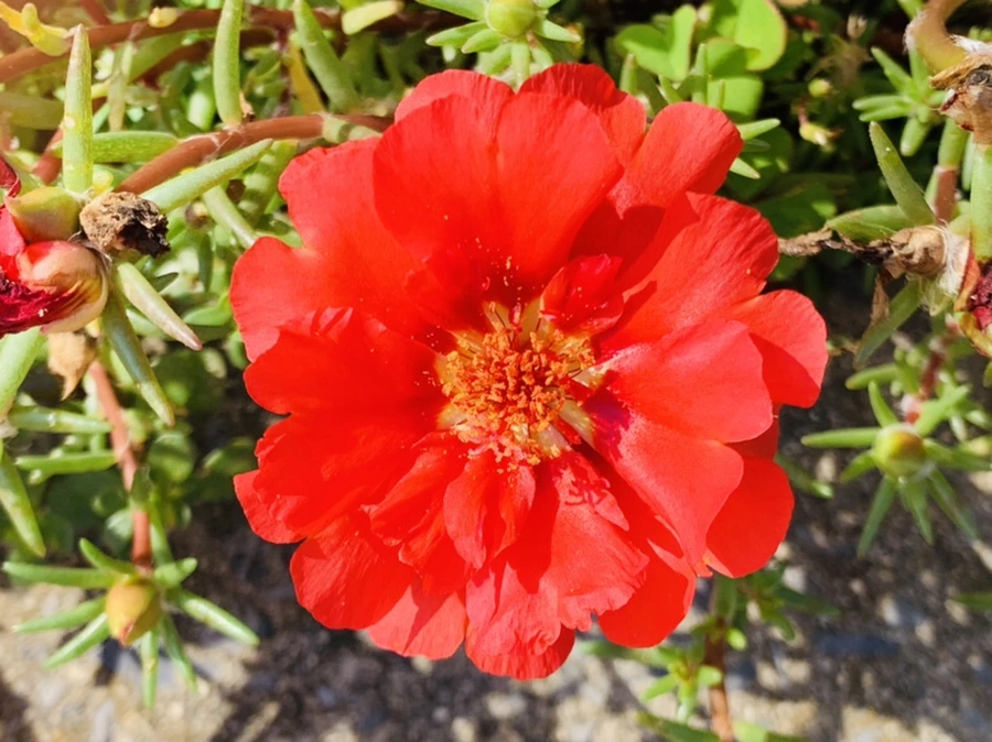 IMG_6718.jpg?type=w966