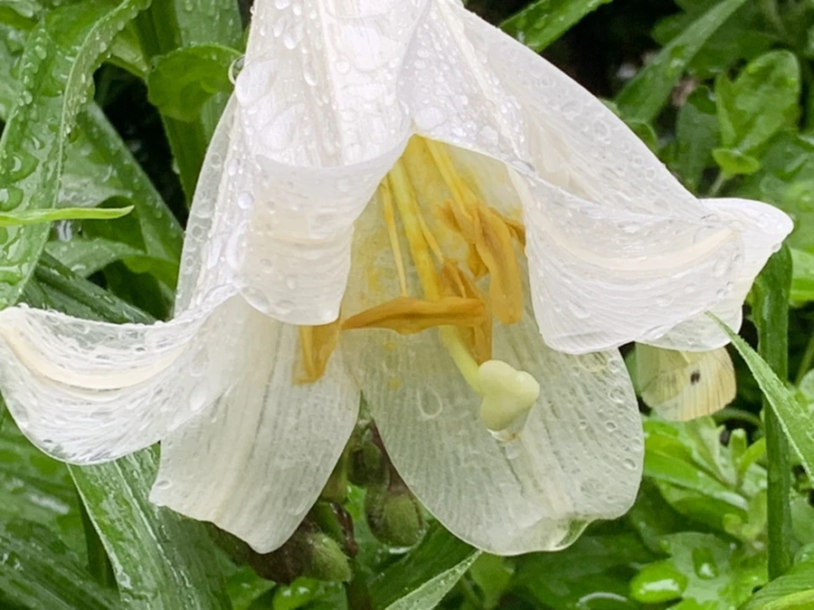 IMG_0129.jpg?type=w966