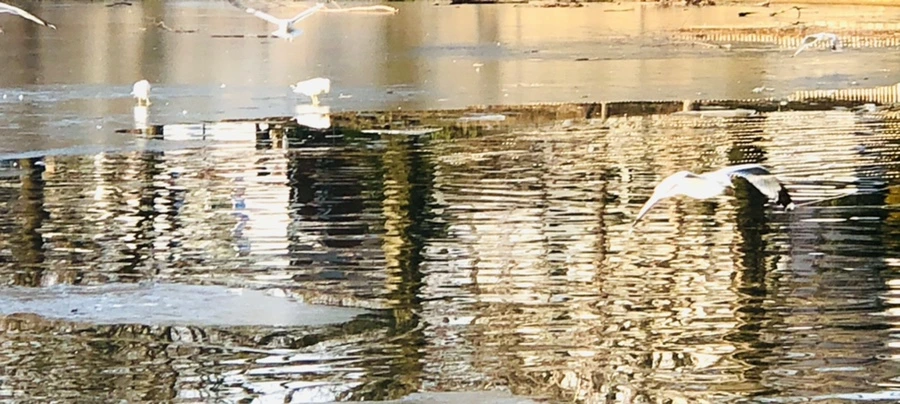 IMG_2636.jpg?type=w966