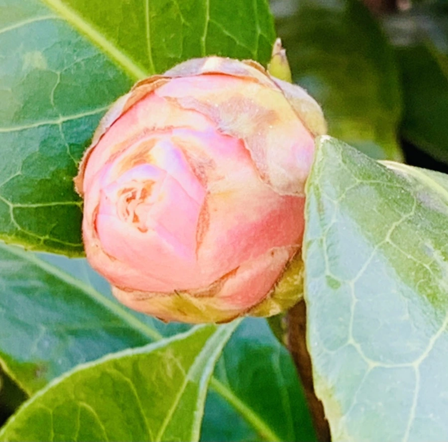 IMG_3051.jpg?type=w966