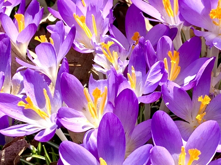 IMG_9793.jpg?type=w966