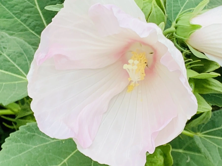 IMG_6044.jpg?type=w966