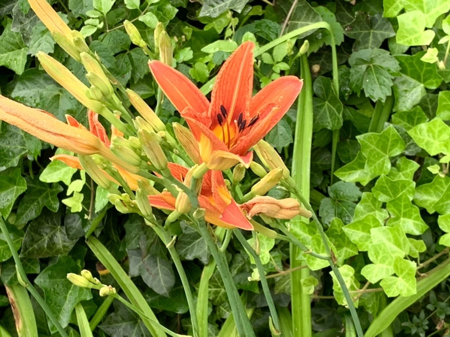 IMG_3561.jpg?type=w966