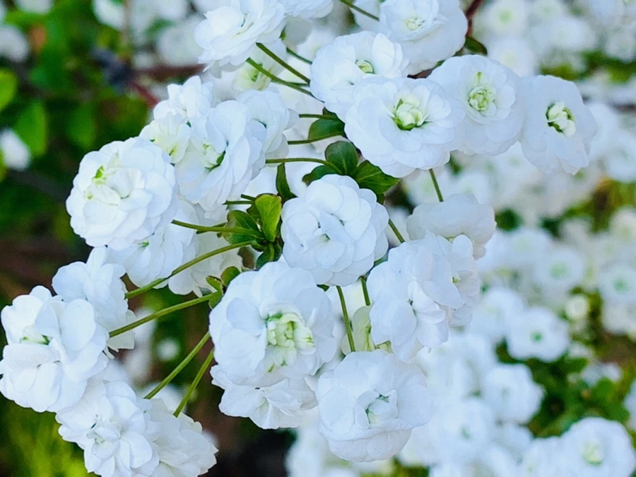 IMG_3288.jpg?type=w966