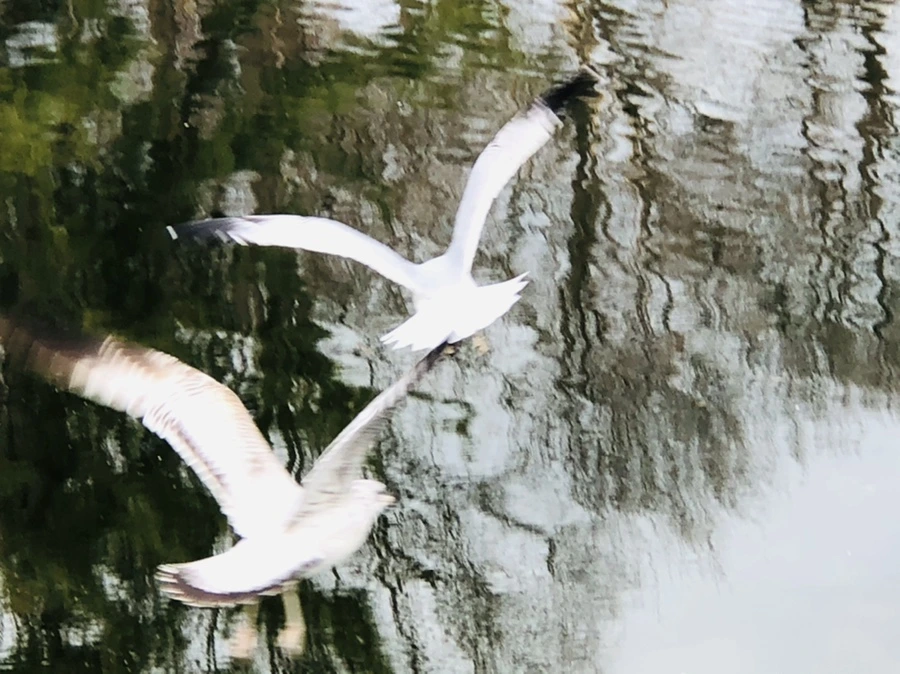 IMG_0028.jpg?type=w966