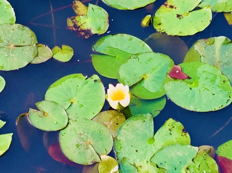 IMG_7894.jpg?type=w966