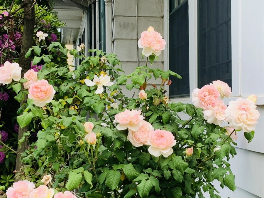 IMG_5496.jpg?type=w966