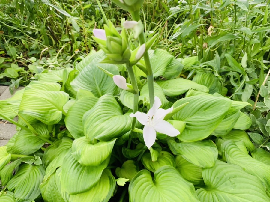 IMG_8683.jpg?type=w966