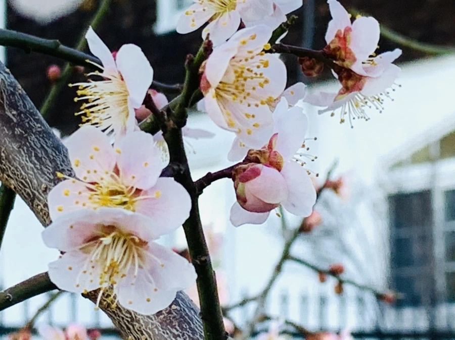 IMG_0889.jpg?type=w966