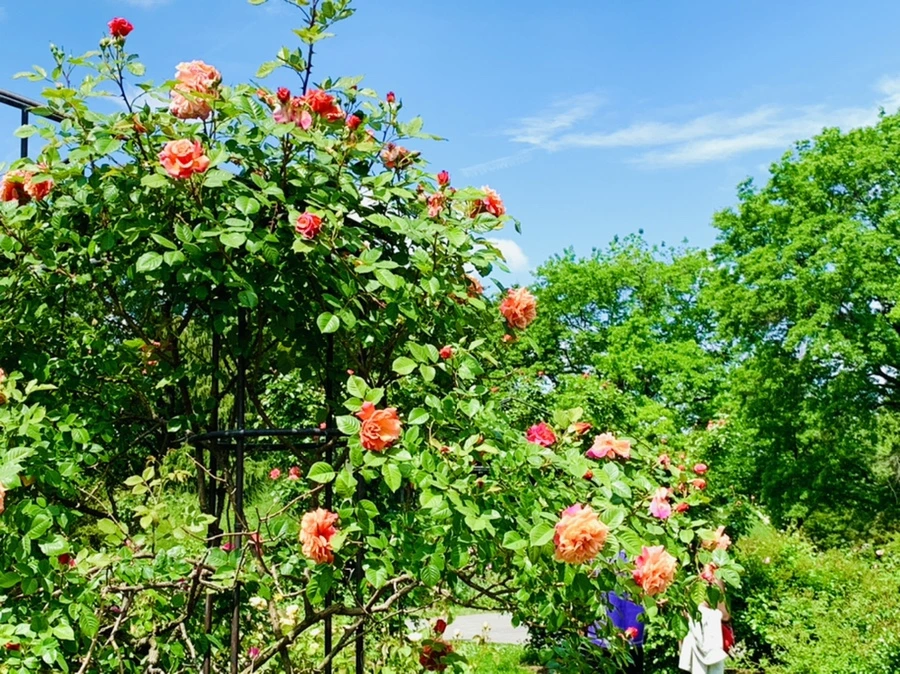 IMG_5838.jpg?type=w966