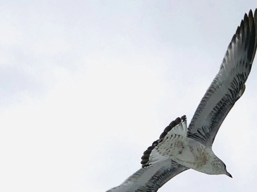 IMG_3751.jpg?type=w966