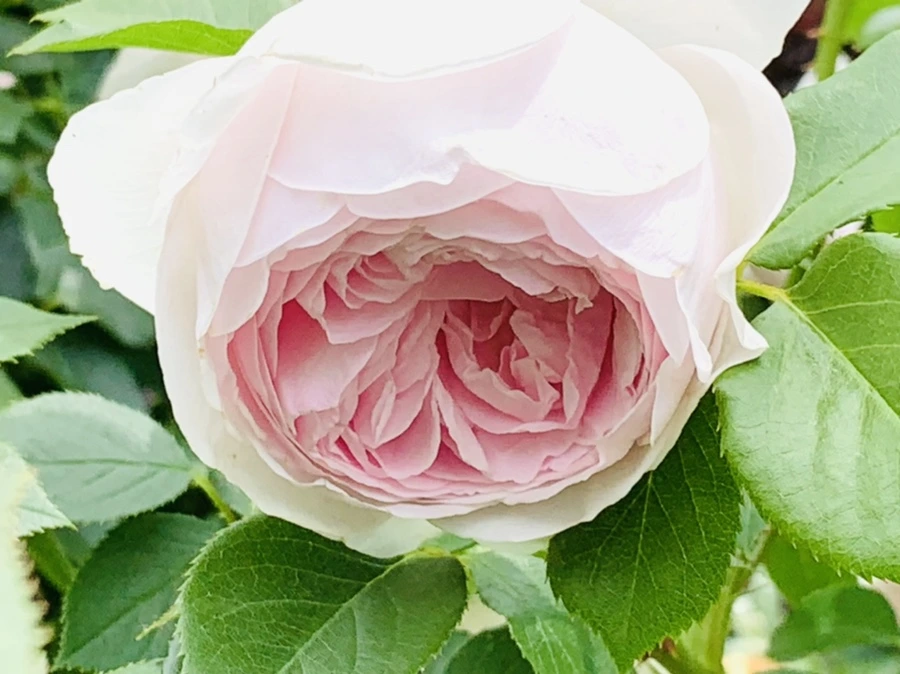 IMG_9666.jpg?type=w966