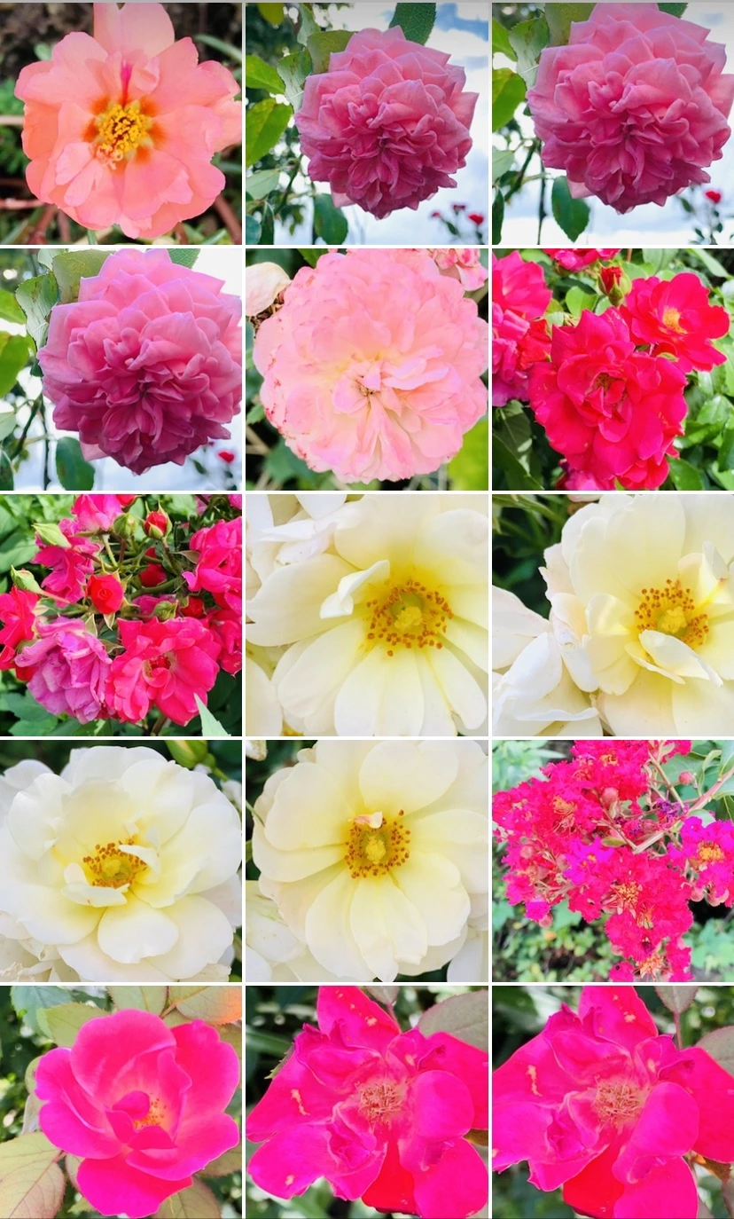 IMG_7341.jpg?type=w966