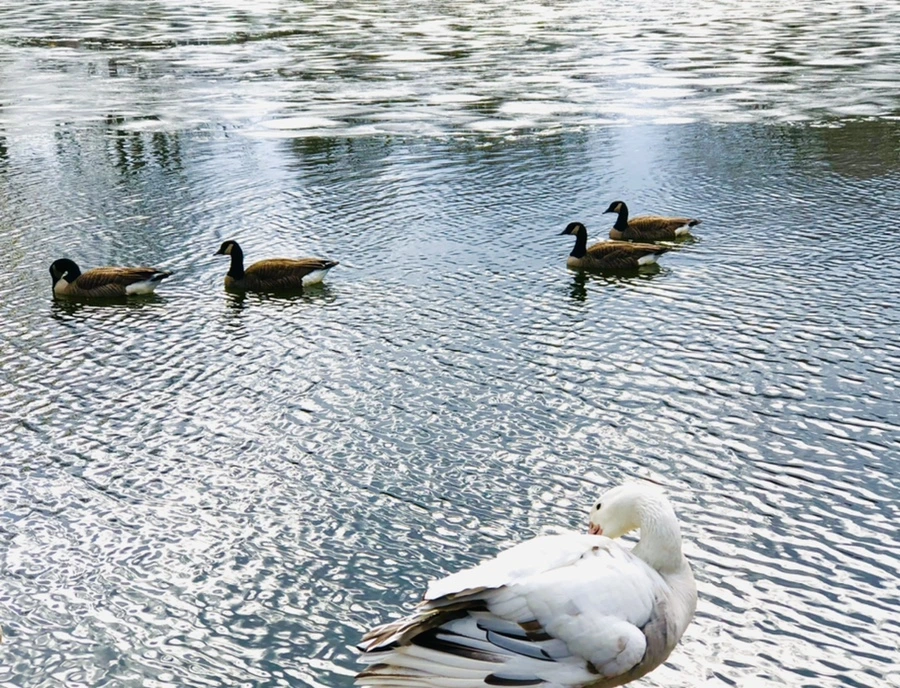 IMG_5096.jpg?type=w966