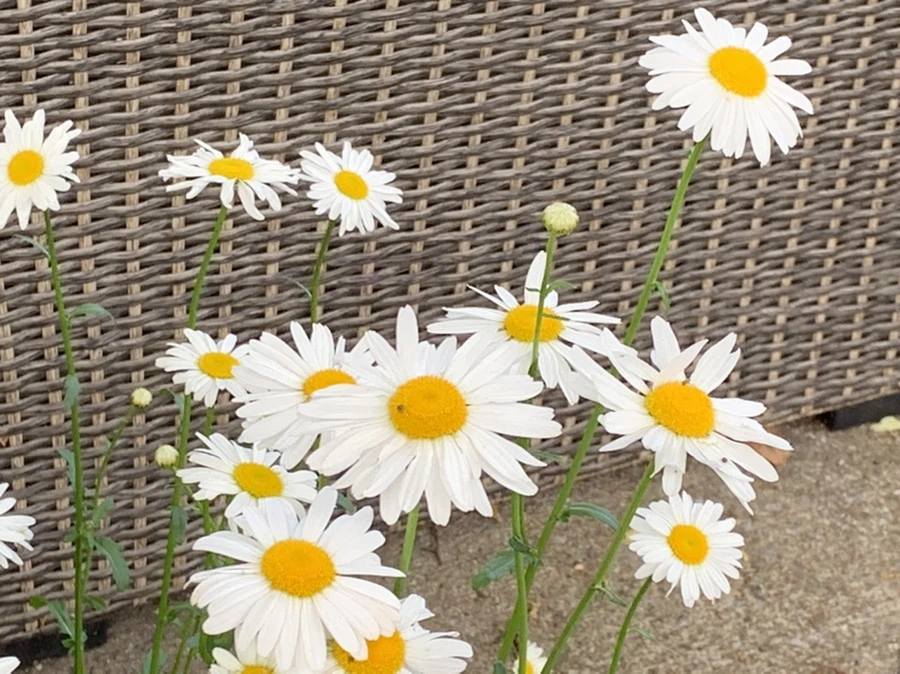 IMG_5520.jpg?type=w966