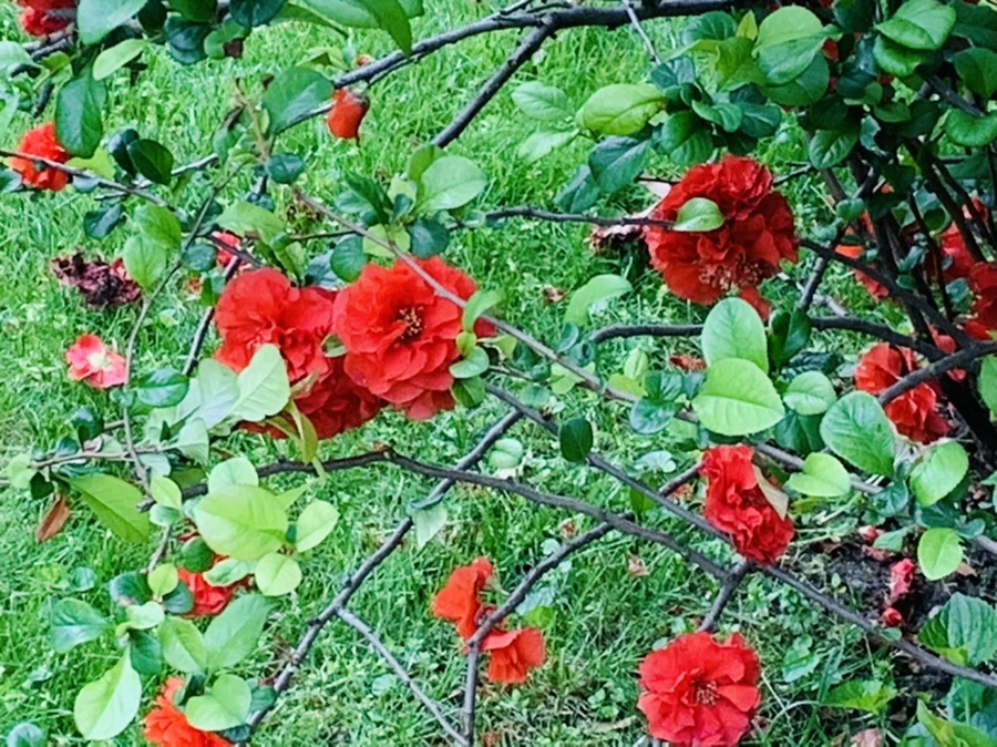 IMG_0995.jpg?type=w966