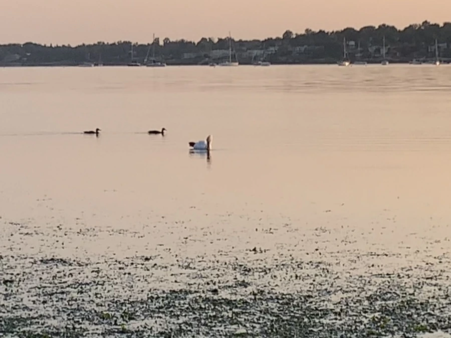 IMG_9615.jpg?type=w966