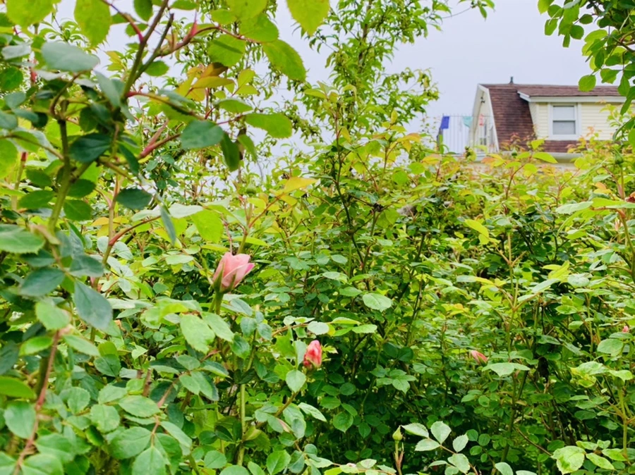 IMG_0969.jpg?type=w966