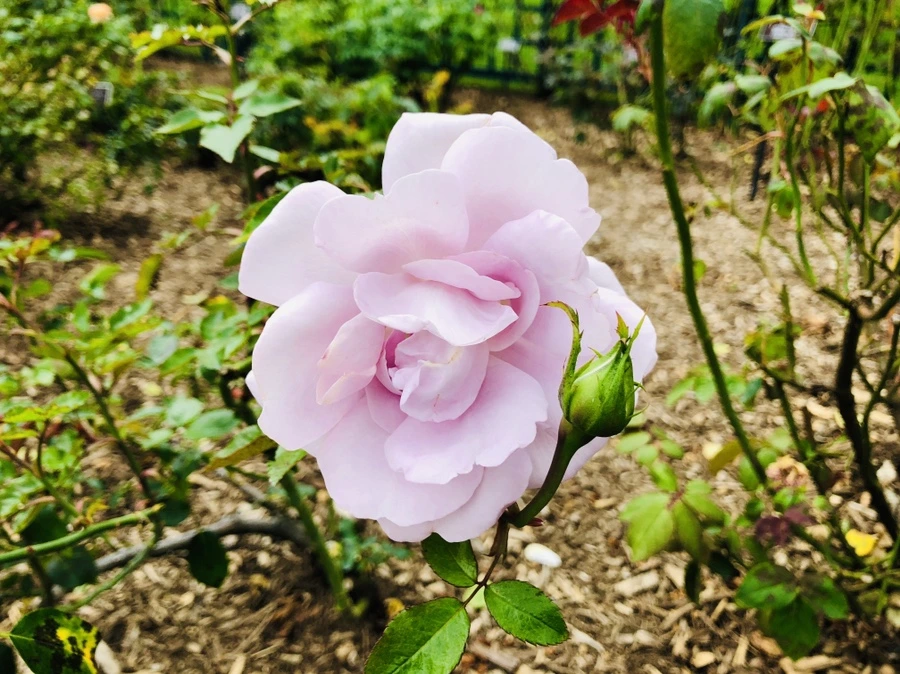 IMG_1630.jpg?type=w966