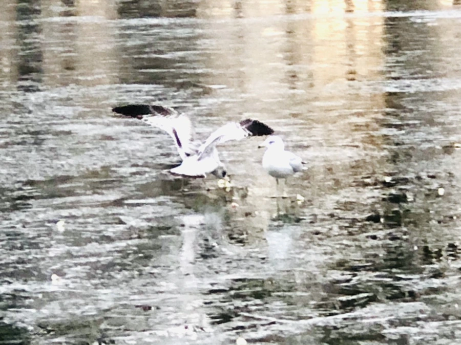 IMG_1960.jpg?type=w966