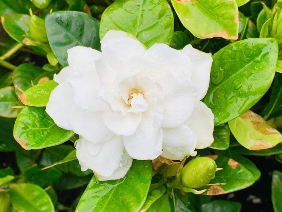 IMG_9490.jpg?type=w966