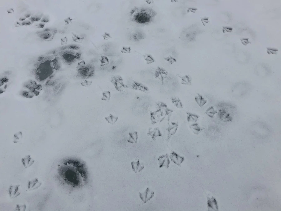 IMG_2578.jpg?type=w966