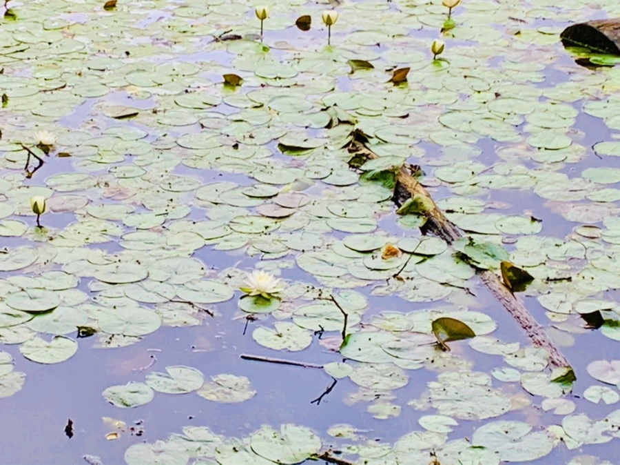 IMG_7812.jpg?type=w966